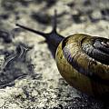 Snail I