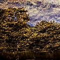 Tree Reflection 3
